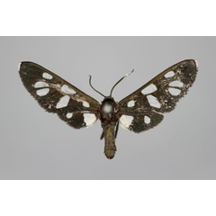 /filer/webapps/moths/media/images/V/viridescens_Amata_HT_BMNH.jpg