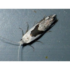 /filer/webapps/moths/media/images/T/trigoniferella_Ceromitia_A_Liebenberg_01.jpg