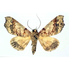 /filer/webapps/moths/media/images/V/variabilis_Pseudogiria_AF_Poirrier.jpg