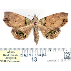 /filer/webapps/moths/media/images/V/variegata_Chlorograpta_AF_BMNH.jpg