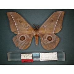 /filer/webapps/moths/media/images/G/gabunica_Nudaurelia_PT_RMCA_01.jpg