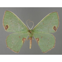 /filer/webapps/moths/media/images/R/rubricorpus_Lophorrhachia_AF_ZSM_01.jpg