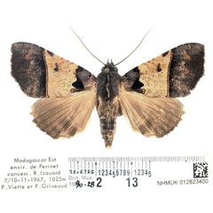/filer/webapps/moths/media/images/T/trispila_Serrodes_AF_BMNH_02.jpg