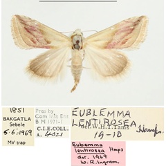 /filer/webapps/moths/media/images/L/lentirosea_Eublemma_AF_BMNH.jpg