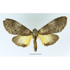/filer/webapps/moths/media/images/L/leuconephra_Amphiphalera_AF_Basquin_02.jpg