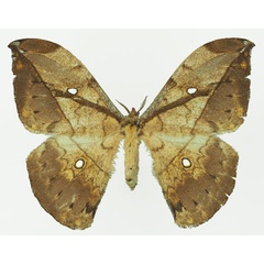 /filer/webapps/moths/media/images/G/gemmifera_Pselaphelia_AF_Basquin_01a.jpg