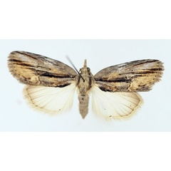 /filer/webapps/moths/media/images/D/diversipennis_Crionica_AF_TMSA_01.jpg