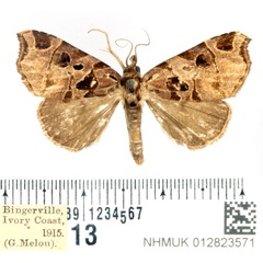 /filer/webapps/moths/media/images/R/ruptisigna_Marcipa_AF_BMNH.jpg