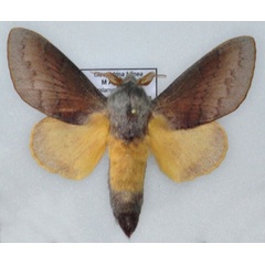 /filer/webapps/moths/media/images/B/bilinea_Cleopatrina_AM_Ihle_03.jpg