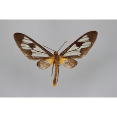 /filer/webapps/moths/media/images/F/fulvibasalis_Myopsyche_HT_BMNH.jpg