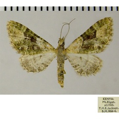 /filer/webapps/moths/media/images/R/rubristigma_Eupithecia_AM_ZSM.jpg
