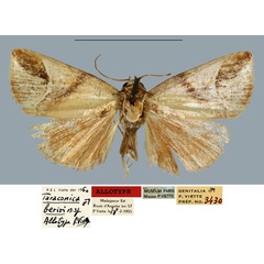 /filer/webapps/moths/media/images/B/berioi_Taraconica_AT_MNHN.jpg