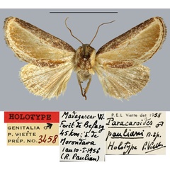 /filer/webapps/moths/media/images/P/pauliani_Paracaroides_HT_MNHN.jpg
