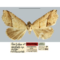/filer/webapps/moths/media/images/U/umbrata_Paralephana_HT_MNHN.jpg