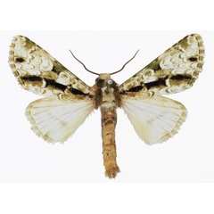 /filer/webapps/moths/media/images/M/malagassica_Madegalatha_AM_Basquin.jpg