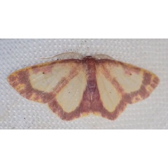 /filer/webapps/moths/media/images/V/vitrata_Chrysocraspeda_AM_Bippusb.jpg