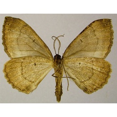 /filer/webapps/moths/media/images/C/corticearia_Mimoclystia_AM_ZSMb.jpg