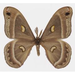 /filer/webapps/moths/media/images/M/magdalena_Epiphora_AM_Basquina.jpg