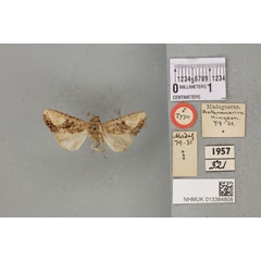 /filer/webapps/moths/media/images/D/debilis_Euplexia_HT_BMNHa.jpg