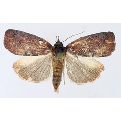 /filer/webapps/moths/media/images/V/vinacea_Isadelphina_AF_TMSA_02.jpg