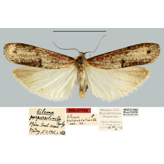 /filer/webapps/moths/media/images/P/purpureotincta_Eilema_HT_MNHN.jpg