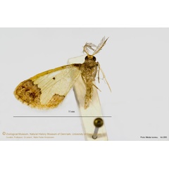 /filer/webapps/moths/media/images/E/euphrosyne_Zamarada_AM_ZMUC.jpg