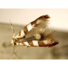 /filer/webapps/moths/media/images/L/loxozona_Phyllonorycter_PT_BMNH.jpg