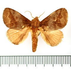 /filer/webapps/moths/media/images/M/molybdea_Xanthopteryx_AM_BMNH.jpg