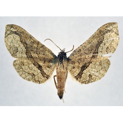 /filer/webapps/moths/media/images/O/obliquifascia_Kuja_AF_NHMO.jpg