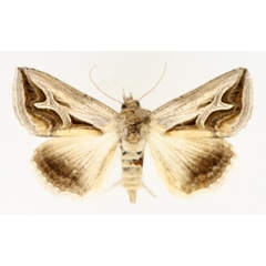 /filer/webapps/moths/media/images/R/rivulata_Cuneisigna_AF_TMSA_02.jpg