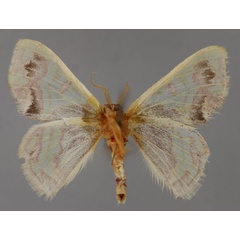 /filer/webapps/moths/media/images/E/epicydra_Archichlora_A_ZSM_02.jpg