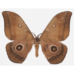 /filer/webapps/moths/media/images/M/melanops_Gonimbrasia_AM_Basquin_01.jpg
