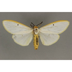 /filer/webapps/moths/media/images/A/aureolimbata_Amsacta_ST_BMNH.jpg