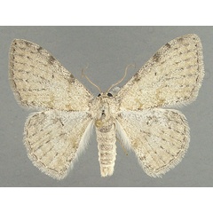 /filer/webapps/moths/media/images/I/ioscia_Somatina_AF_TMSA.jpg