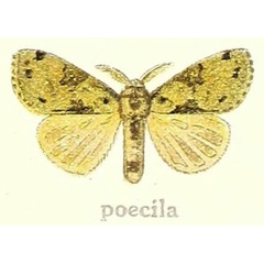 /filer/webapps/moths/media/images/P/poecila_Dasychira_HT_Hering_21h.jpg