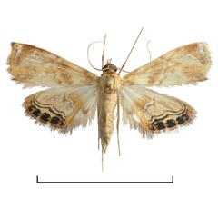 /filer/webapps/moths/media/images/C/citrialis_Eoophyla_HT_BMNH.jpg