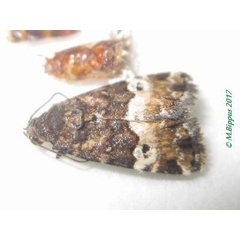/filer/webapps/moths/media/images/M/matercula_Eustrotia_AM_Bippus_02.jpg