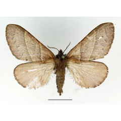 /filer/webapps/moths/media/images/B/bipars_Bombycopsis_AF_Basquin_01.jpg