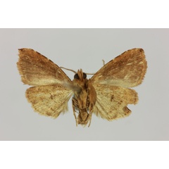 /filer/webapps/moths/media/images/D/dispar_Rivula_ST_MNHNb.jpg