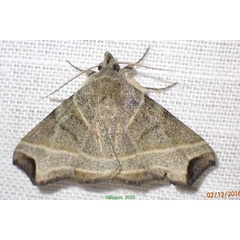 /filer/webapps/moths/media/images/N/nobililalis_Polypogon_AM_Bippus.jpg