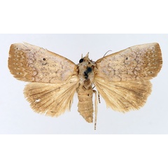 /filer/webapps/moths/media/images/P/poliotis_Exophyla_AF_TMSA_01.jpg