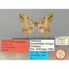 /filer/webapps/moths/media/images/B/boarmioides_Chiasmia_HT_TMSA.jpg
