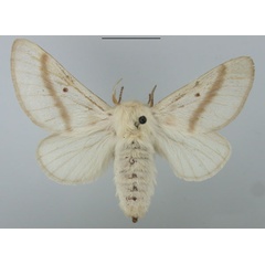 /filer/webapps/moths/media/images/B/bifascia_Bombycomorpha_AF_TMSA.jpg
