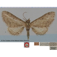 /filer/webapps/moths/media/images/A/atomaria_Eupithecia_HT_BMNH.jpg