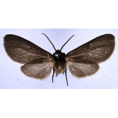 /filer/webapps/moths/media/images/P/phaeoptera_Metarctia_HT_BMNH_01.jpg