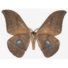 /filer/webapps/moths/media/images/V/vingerhoedti_Lobobunaea_AM_Basquinb.jpg
