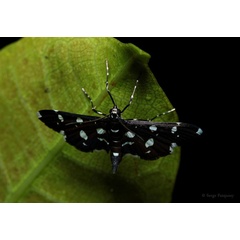 /filer/webapps/moths/media/images/I/inspersalis_Bocchoris_A_Pasquasy.jpg