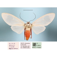 /filer/webapps/moths/media/images/L/leucoptera_Amerila_AF_MGCLa_01.JPG