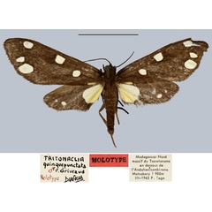/filer/webapps/moths/media/images/Q/quinquepunctata_Tritonaclia_HT_MNHN.jpg