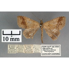 /filer/webapps/moths/media/images/T/thermozona_Plecoptera_PT_OUMNH_01.jpg